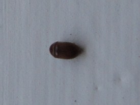 Che insetti sono? pestforum Insetti del legno in casa