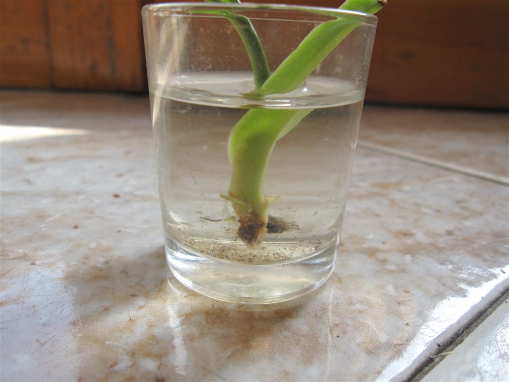 talea sta diventando nera!! RexPlants Piante Carnivore