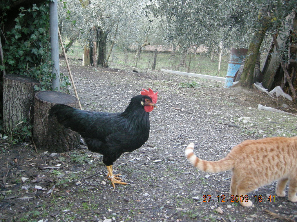 livorno nera di 7 mesi gallo o gallina??? - FreeForumZone