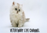 Veterinary Life