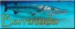 Barracuda 