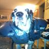 The Dawg Pound Official Forum