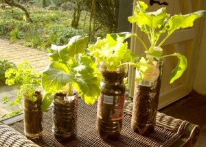 Preparazione delle piante d'appartamento in vaso utilizzando una pala per  vasi di fiori di argilla e un rastrello con argilla espansa per il  drenaggio