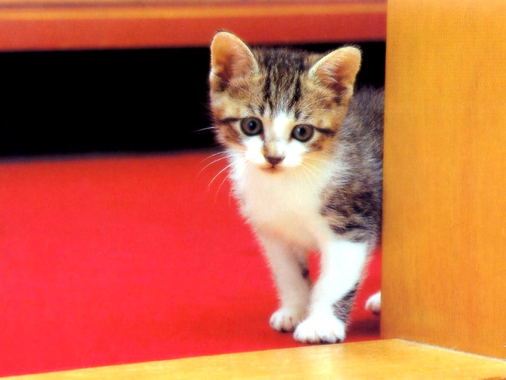 Запускаем кошку в дом. Простые котята. Кот новоселье. Кошки маленькие большие. Кошки маленькие милые трехцветная.